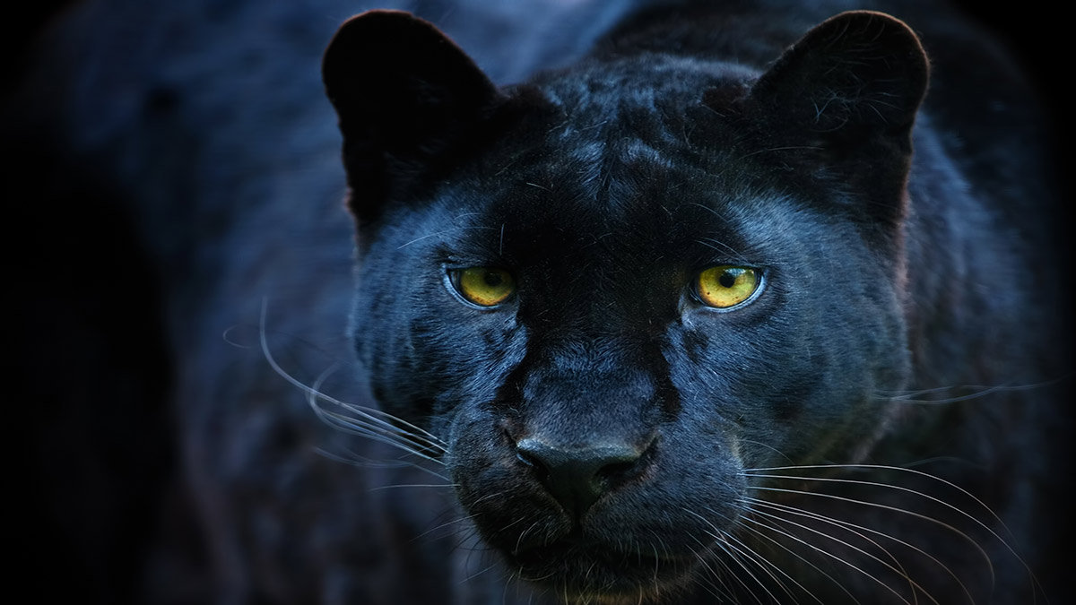 Gold: black cat pounces on more gold near kalgoorlie