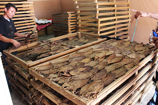 Yayabo Tobacco Pylons