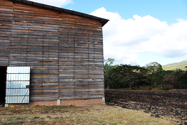 Yayabo Curing Barn