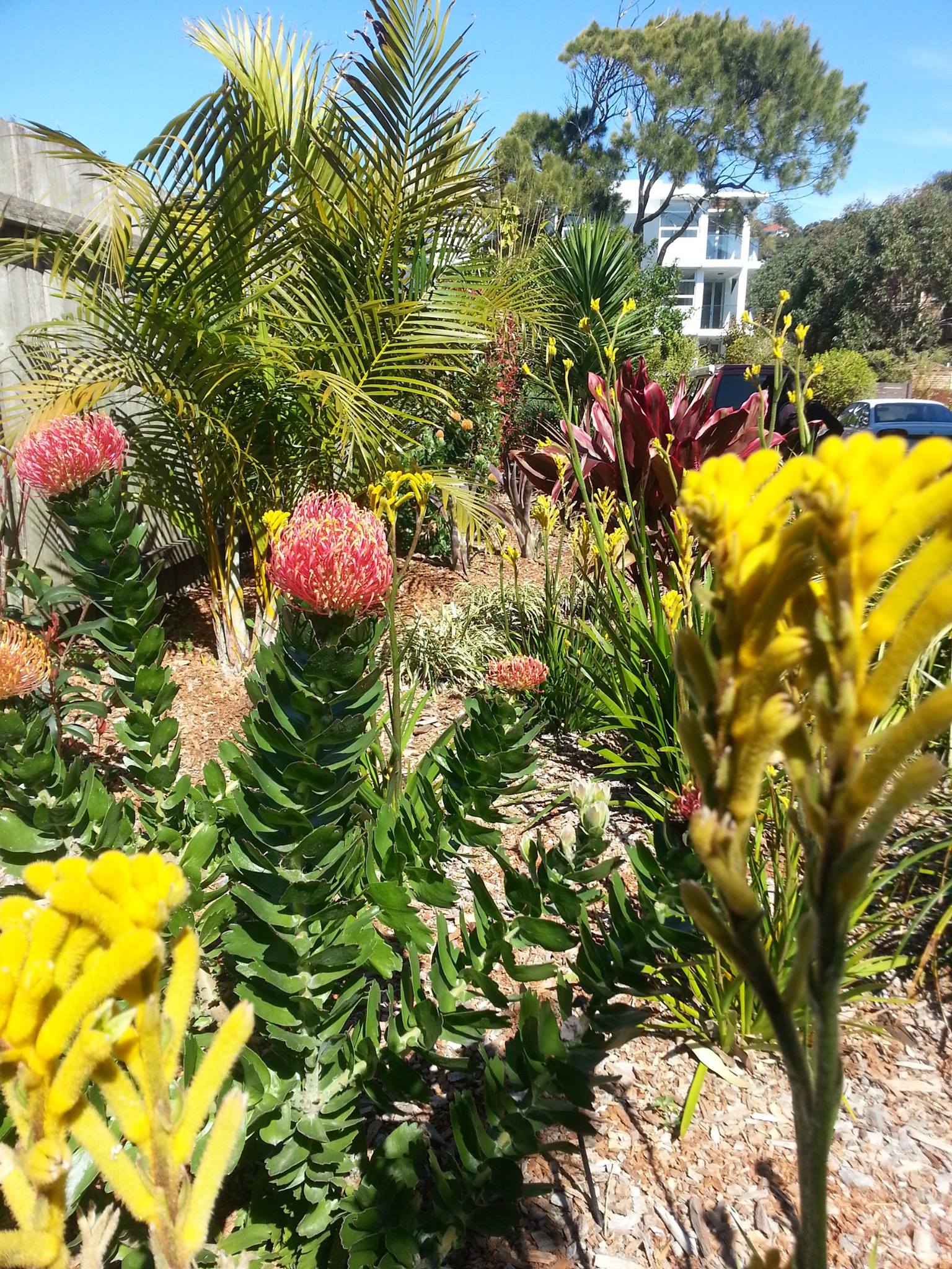 beautiful native plants