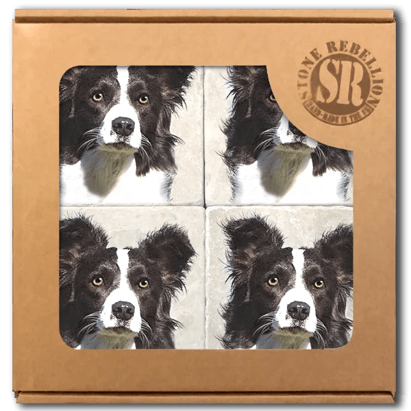 border collie coasters