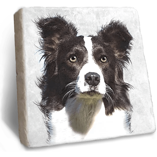 border collie coasters