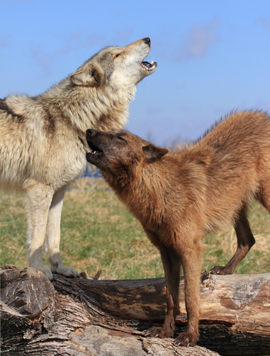 Howling Good Time picture of wolves