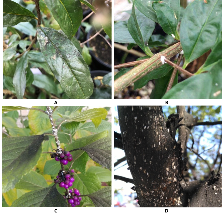 Crapemyrtle Bark Scale Honeydew Secretion – Crapemyrtle Bark Scale