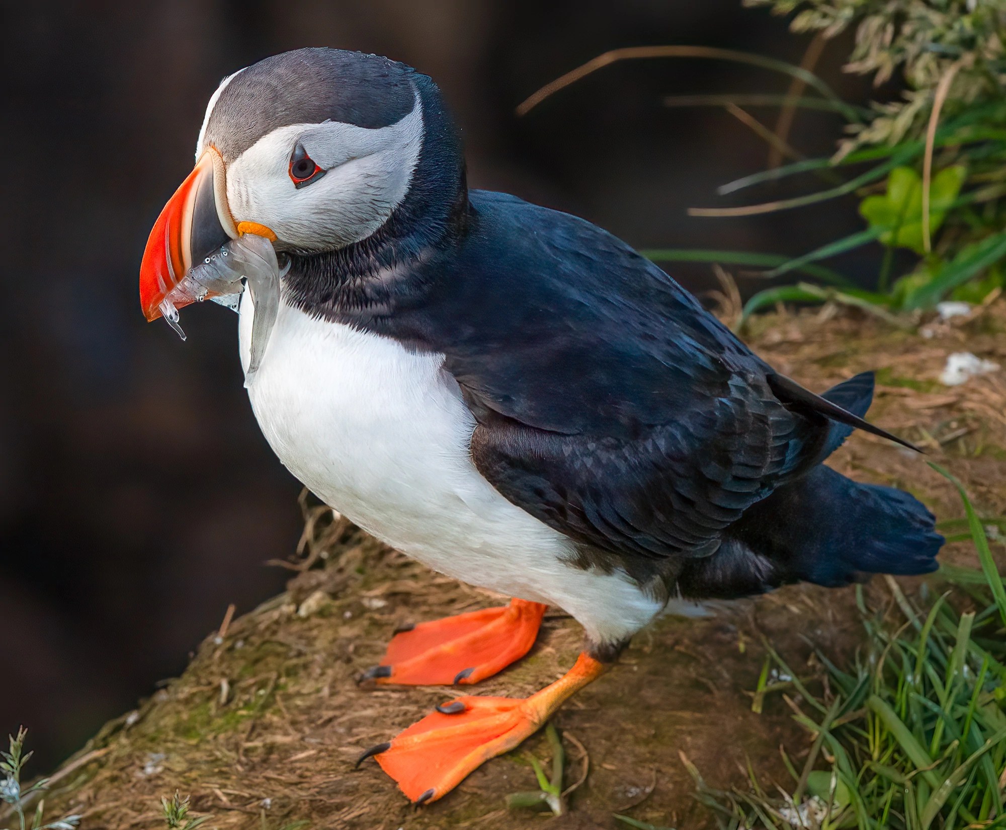 Puffins of Borgarfjörður Eystri