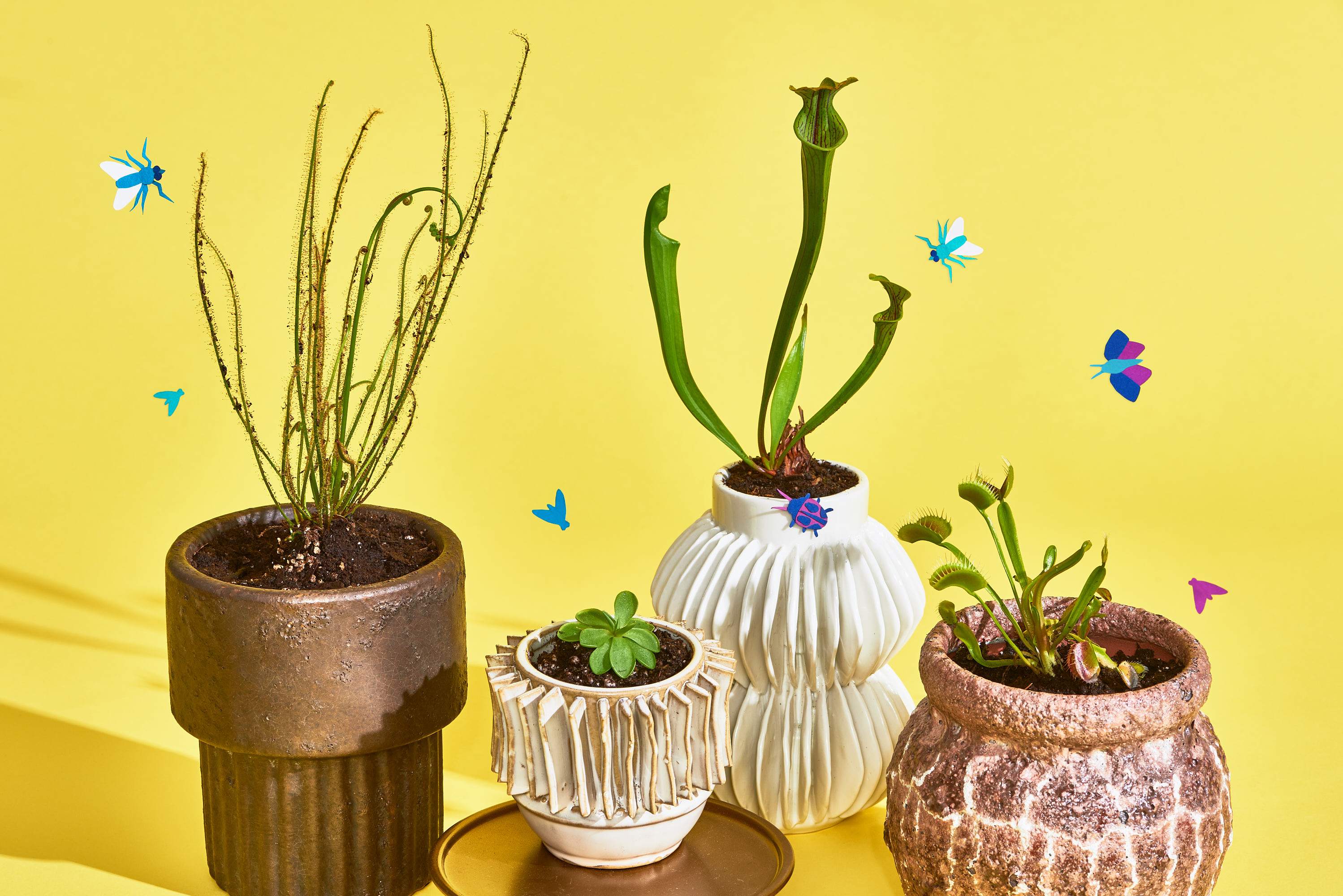 Setting up a bog garden for carnivorous plants is an effective way to house a large number of plants with similar requirements. Carnivorous Plants That Make Great Houseplants Apartment Therapy