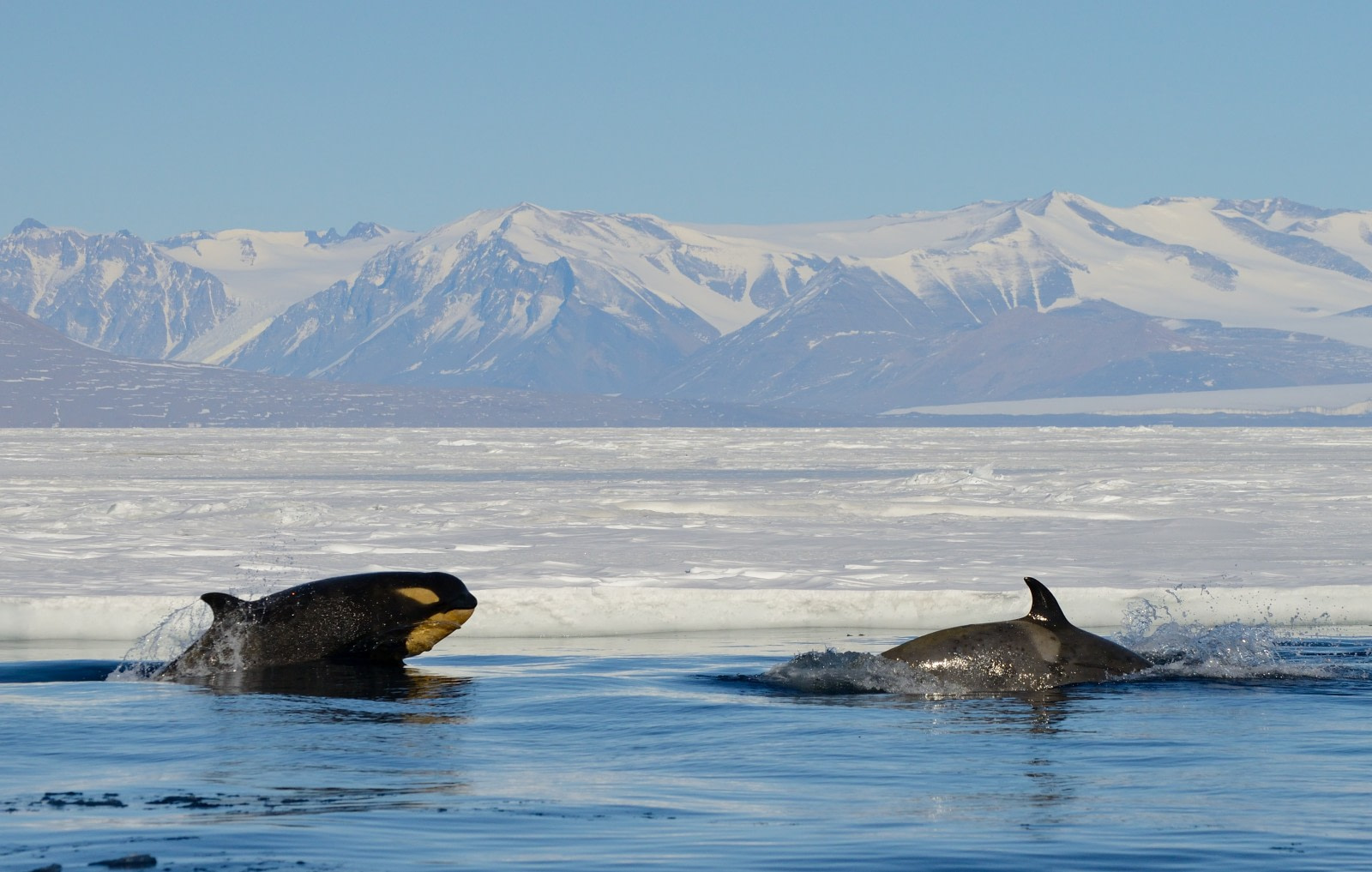 picture Ross Sea Antarctica the ross sea becomes earth s largest protected marine area