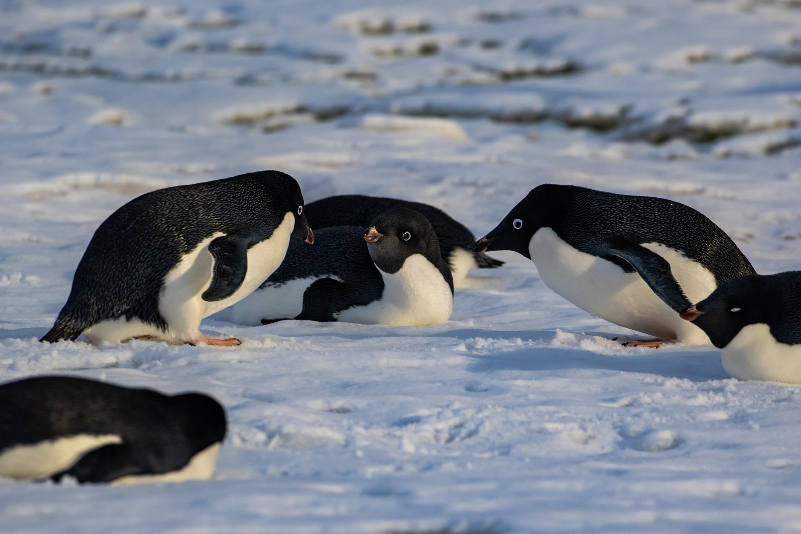 Your search for affordable modern furniture stops here! Otl33 19 Trip Log Antarctic Peninsula Polar Circle Deep South Discovery And Whale Watching Voyage