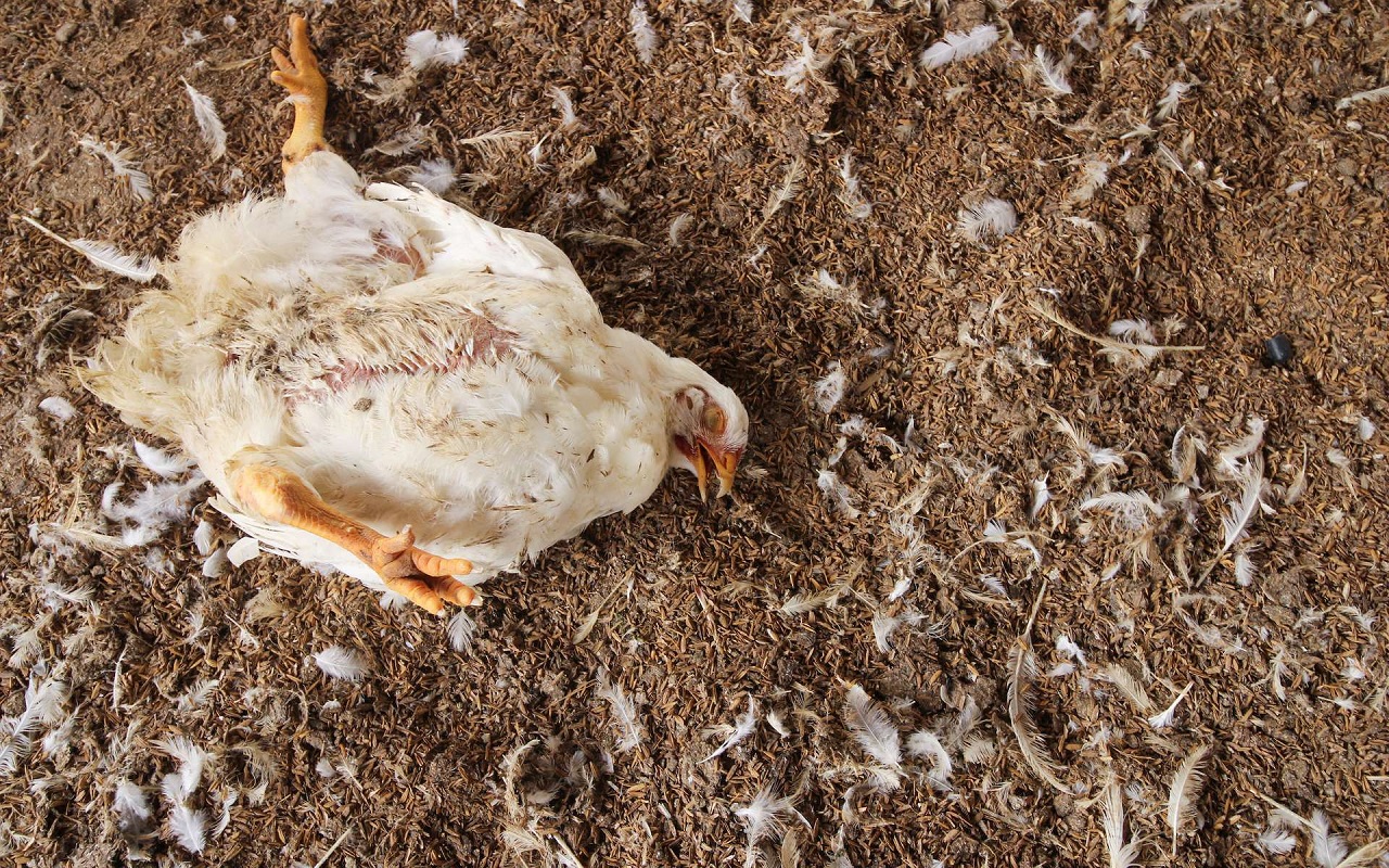 grippe-aviaire.jpg