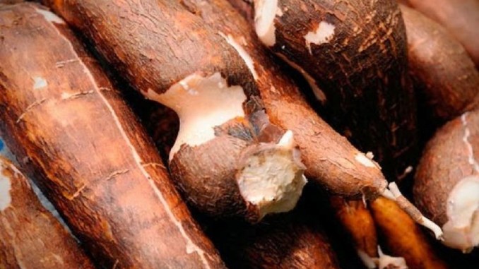 manioc produits