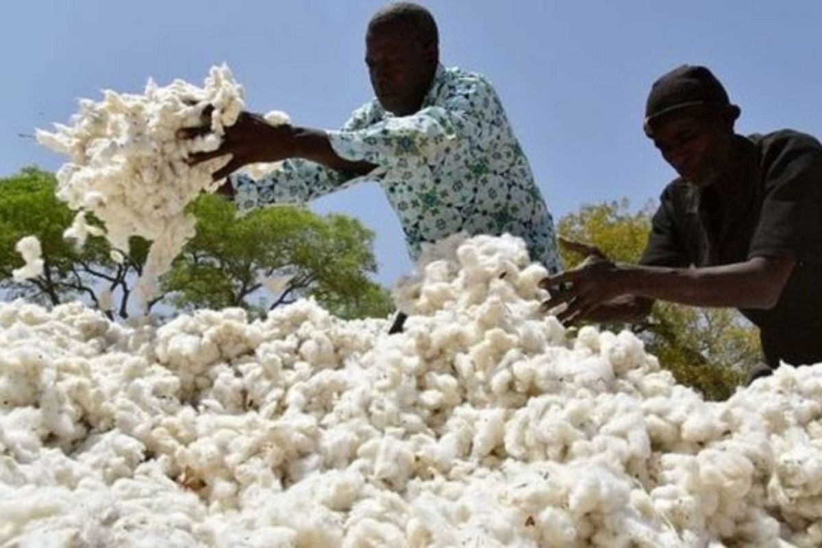 Coton.jpg