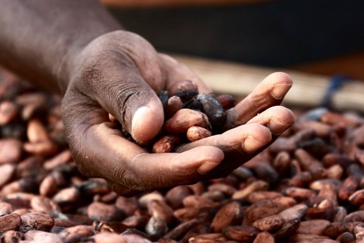 Cacao.jpg