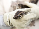 Snakes On A Plain Florida S Python Hunters Port Magazine