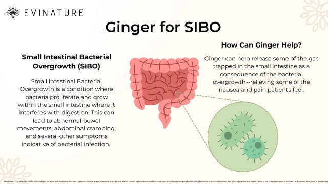ginger-sibo-benefits