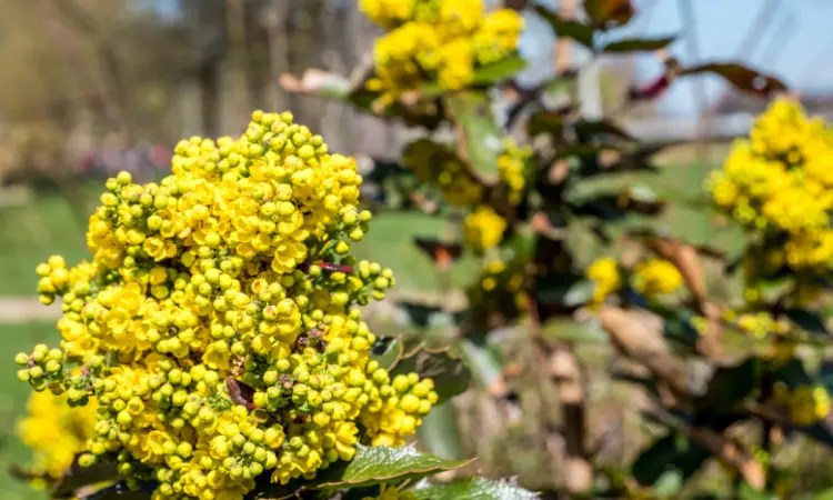 berberine-coptis-winter-cherry-plant-evinature