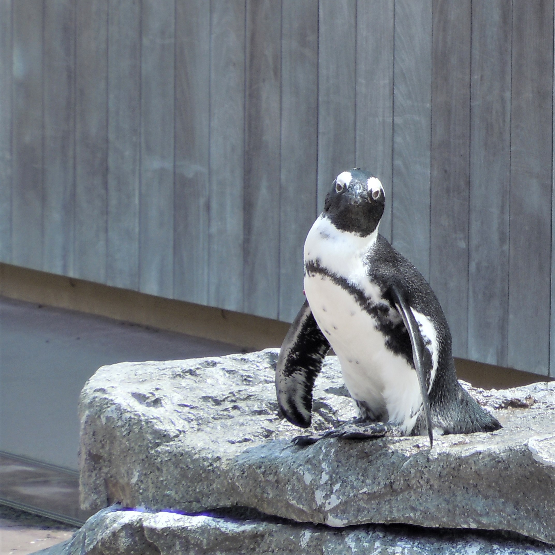 ペンギン情報】ペンギンのいる水族館⑧：横浜・八景島シーパラダイスで