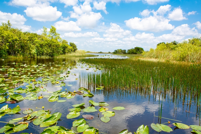 Mokrišče (avtorstvo: Irina Wilhauk pri Shutterstocku)