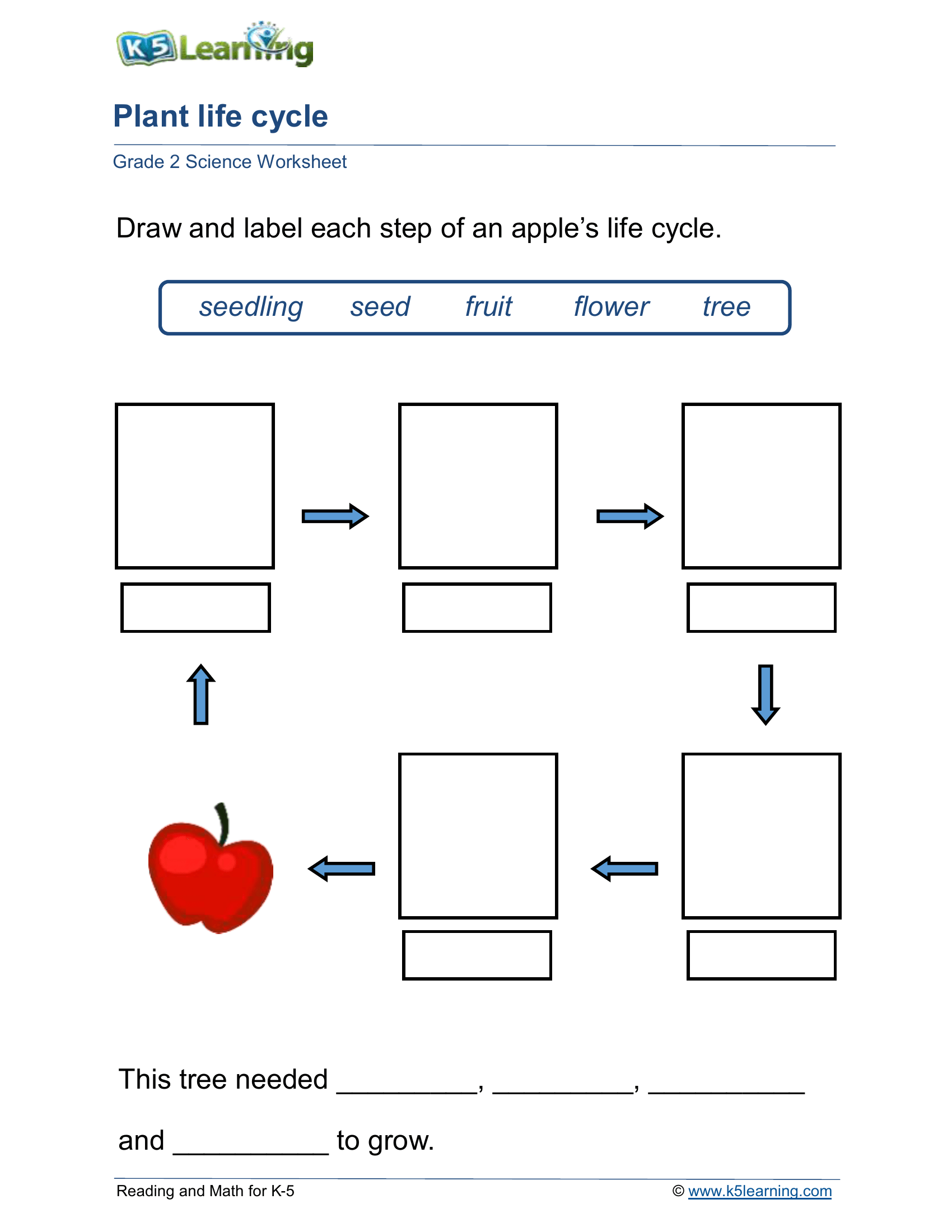 Life cycle of an apple