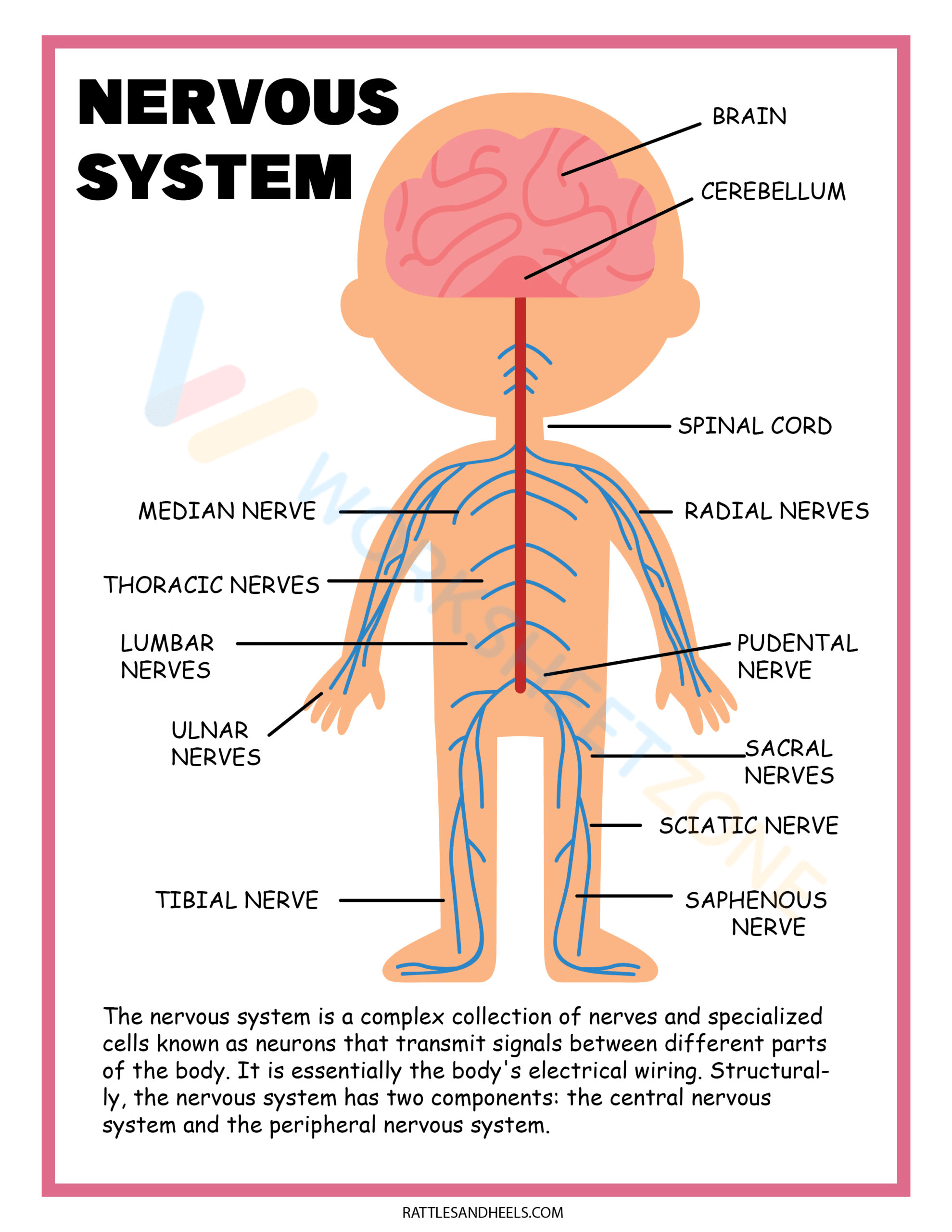 Free printable nervous system worksheet collection