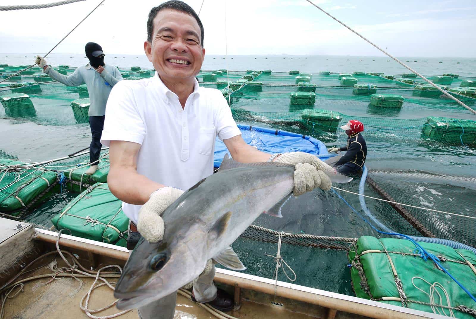 海鱱魚懵仔魚 Hitcvr