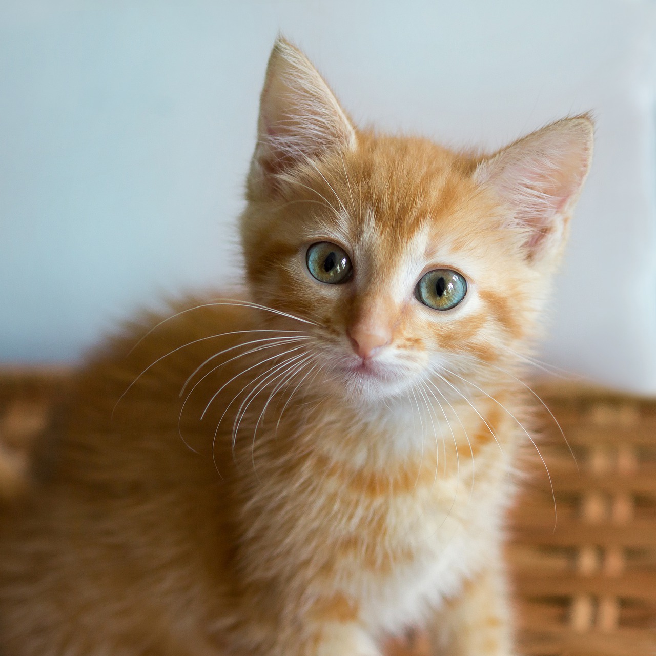 Download Free Photo Of Cat Cats Kittens Kitten Redhead From Needpix Com