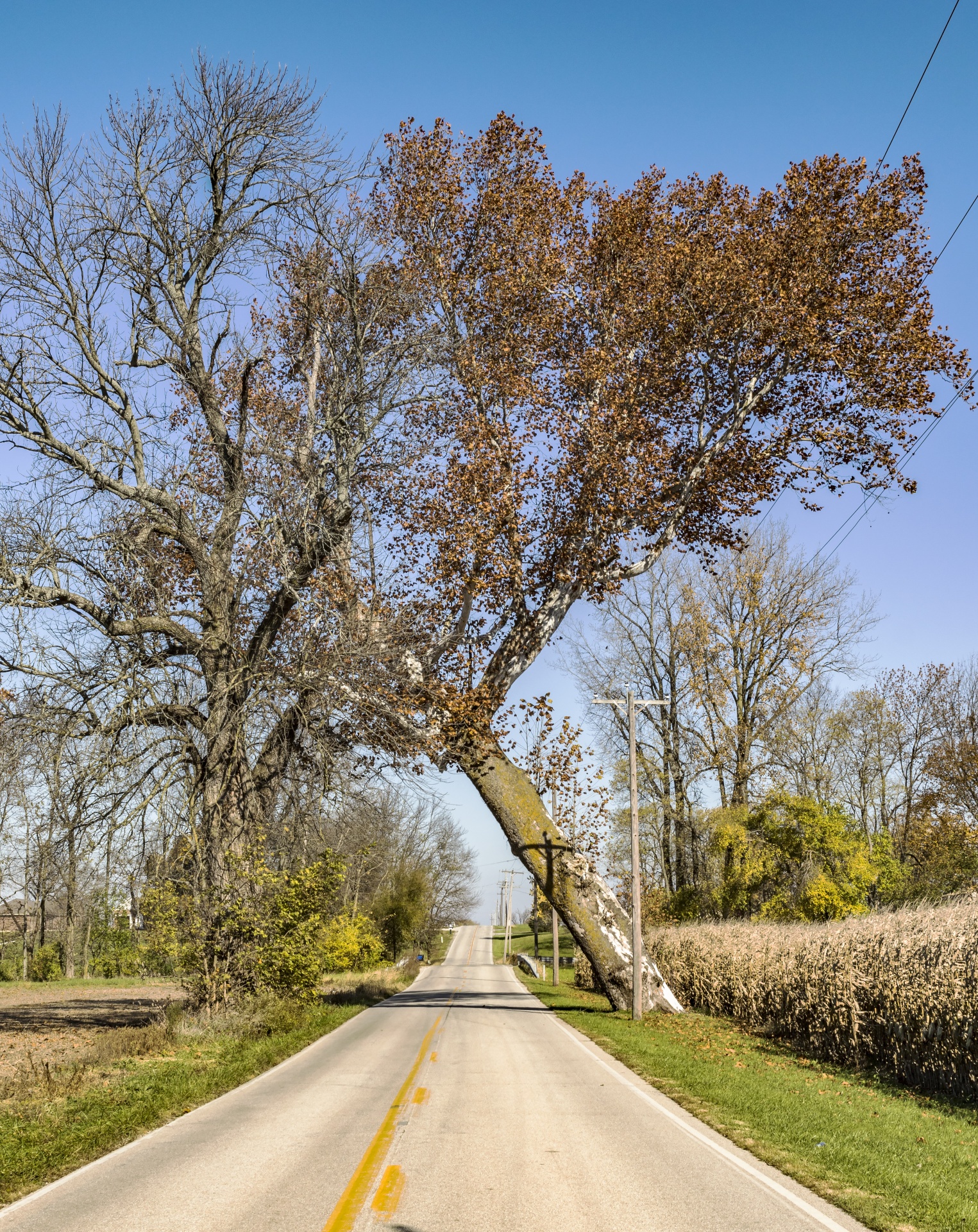 Living On Earth Science Note The Leaning Tree Of New Caledonia