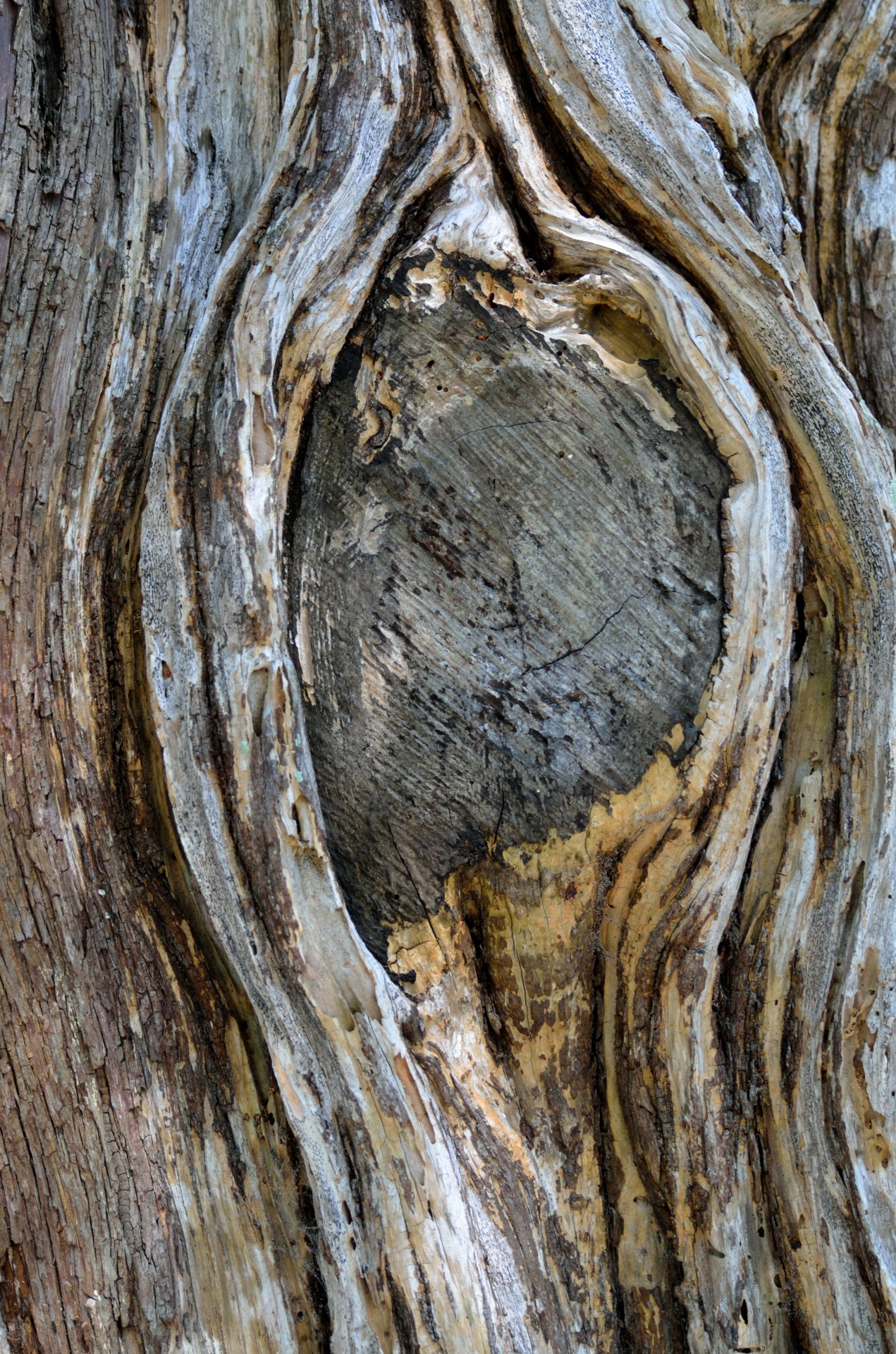 Tree Knot Owl Photograph By Gina Easley