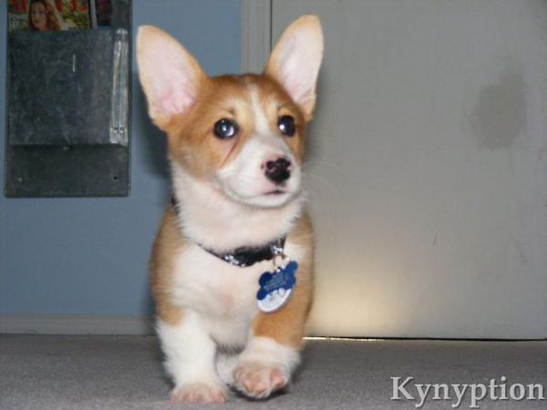Nov 21, 2021 · the previous month, september 2008, had also seen a recall of ol' roy dry dog food for the same reason: pup_9 - MyCorgi.com