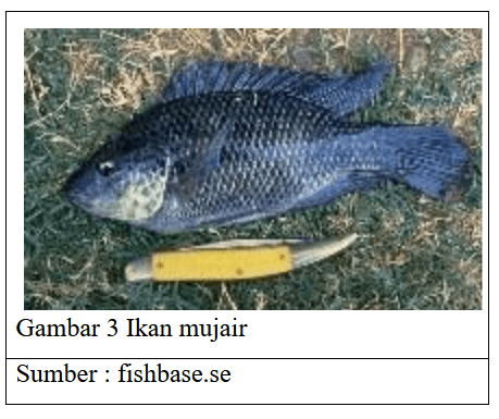 Kkp menerbitkan keputusan menteri kelautan dan perikanan nomor 1 tahun 2021 tentang jenis ikan yang dilindungi. Animalia Tanya Mipi