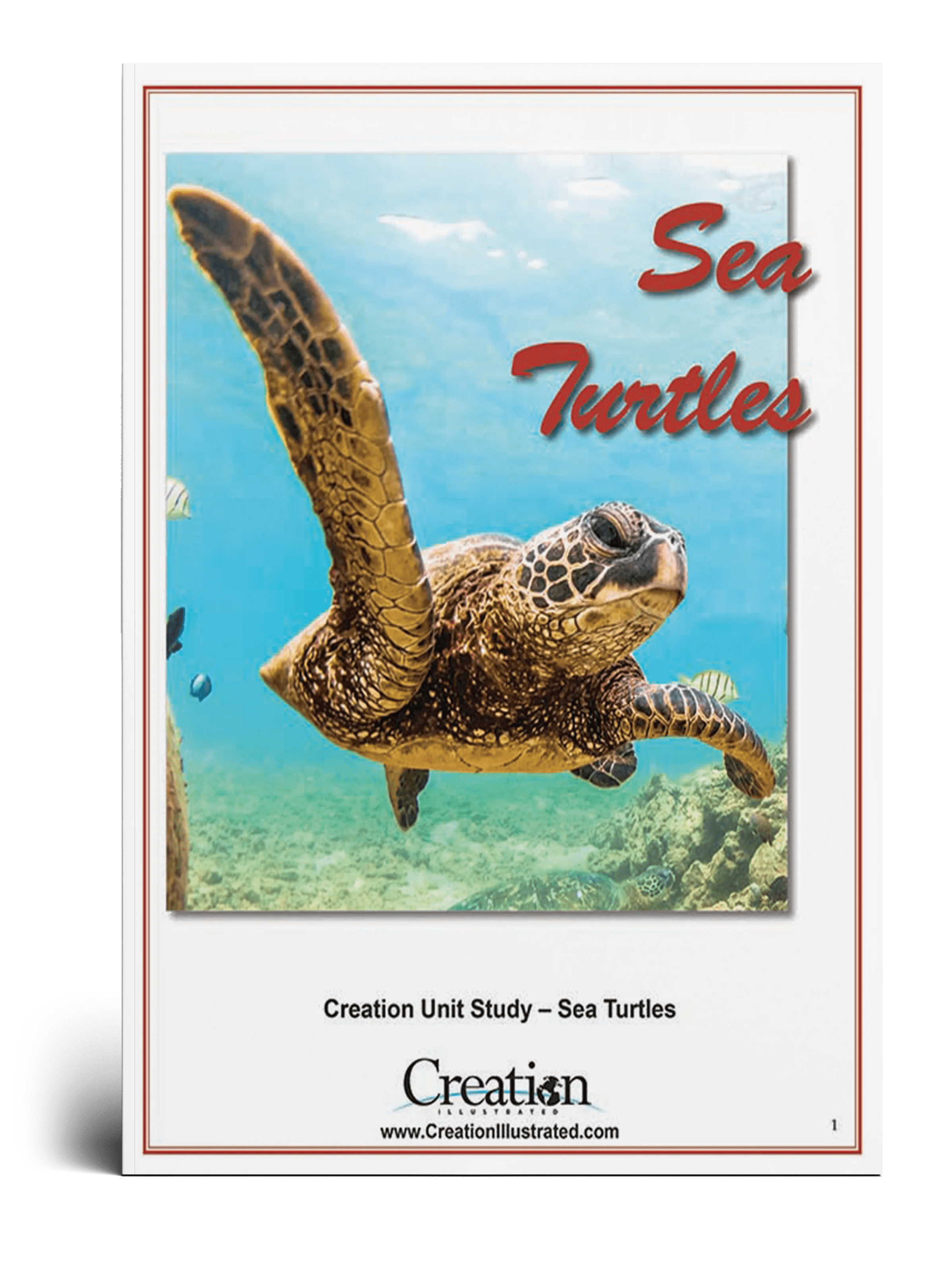 Sea Turtle Unit Study By Sid T Tpt - Incredible Ultra HD Vintage Patterns | Free Download