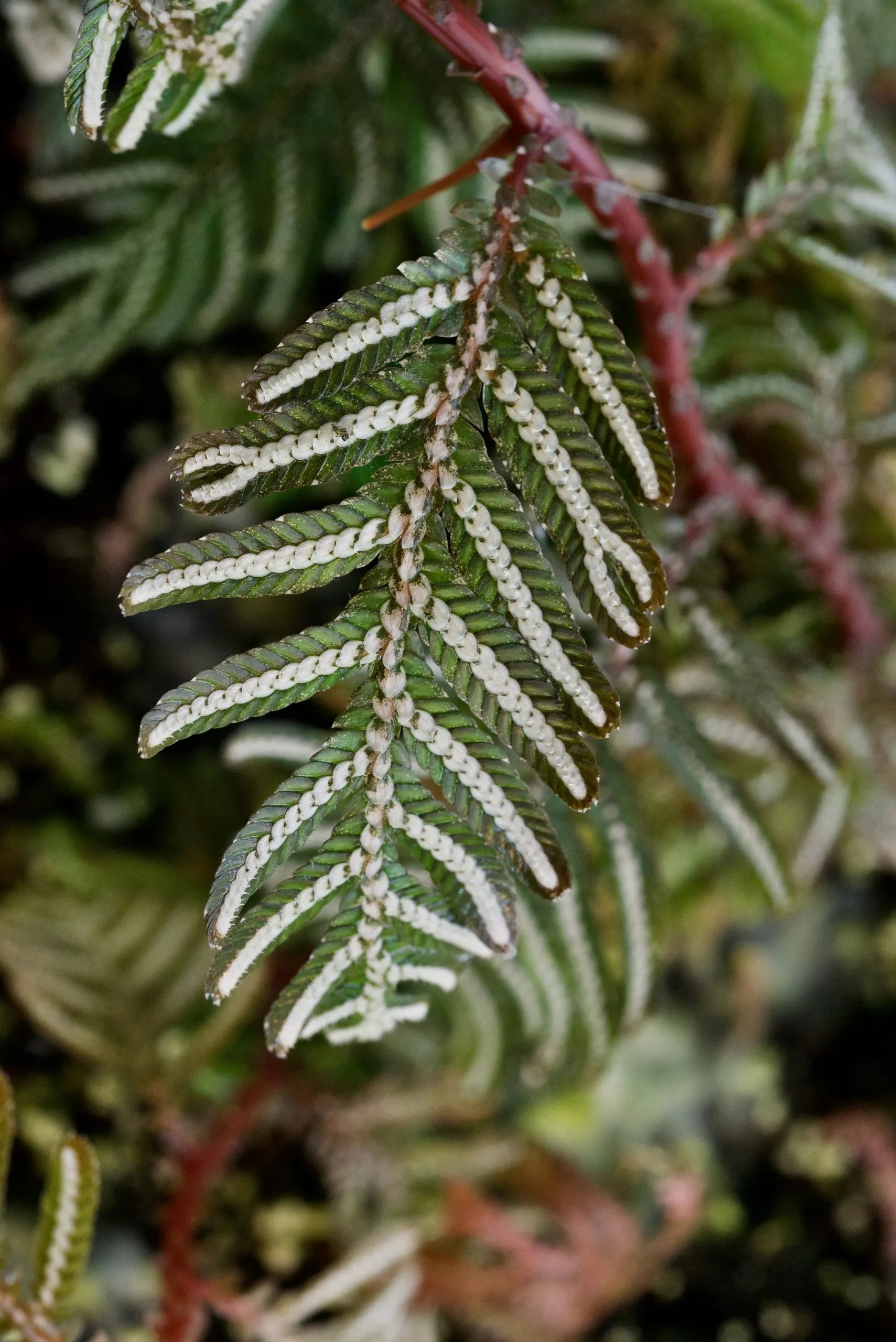 Selaginella picta - In search of small things