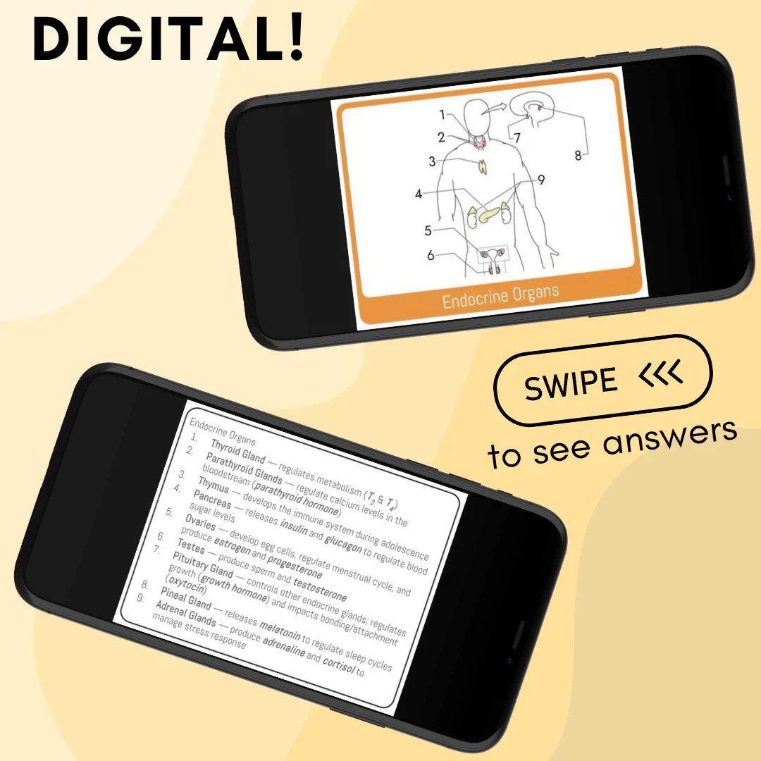 Anatomy & physiology study cards