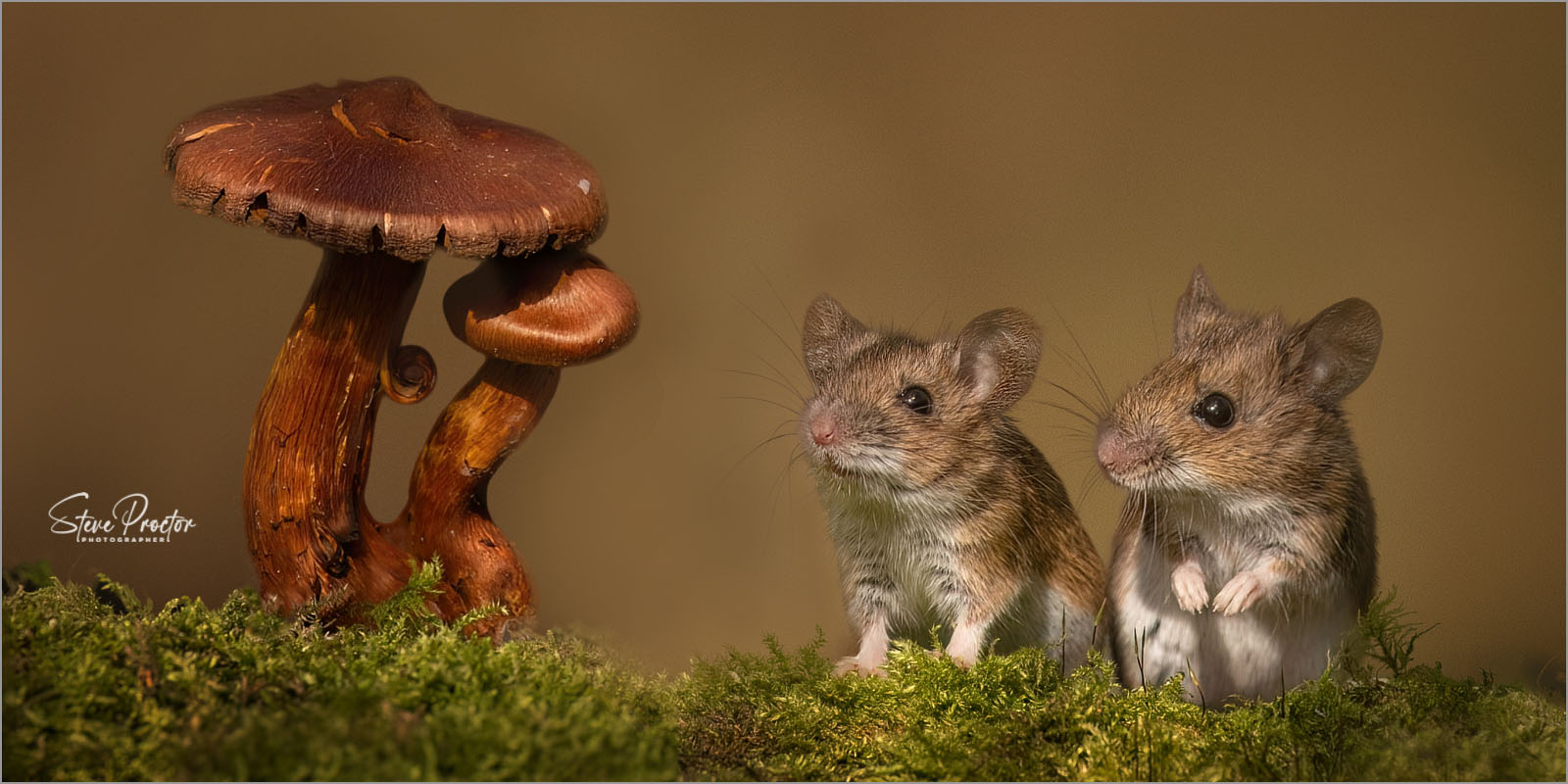 Field Mice: Nature's Gardeners – Steve Proctor – MPAGB, BPE5, PPSA