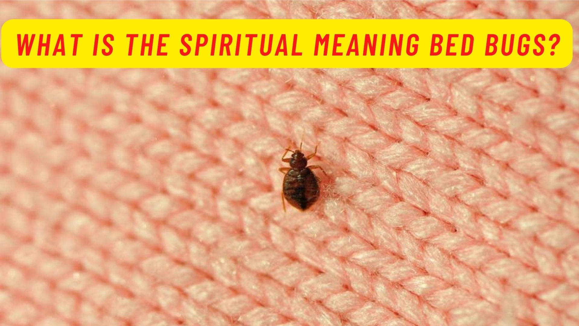 What is the spiritual meaning bed bugs?