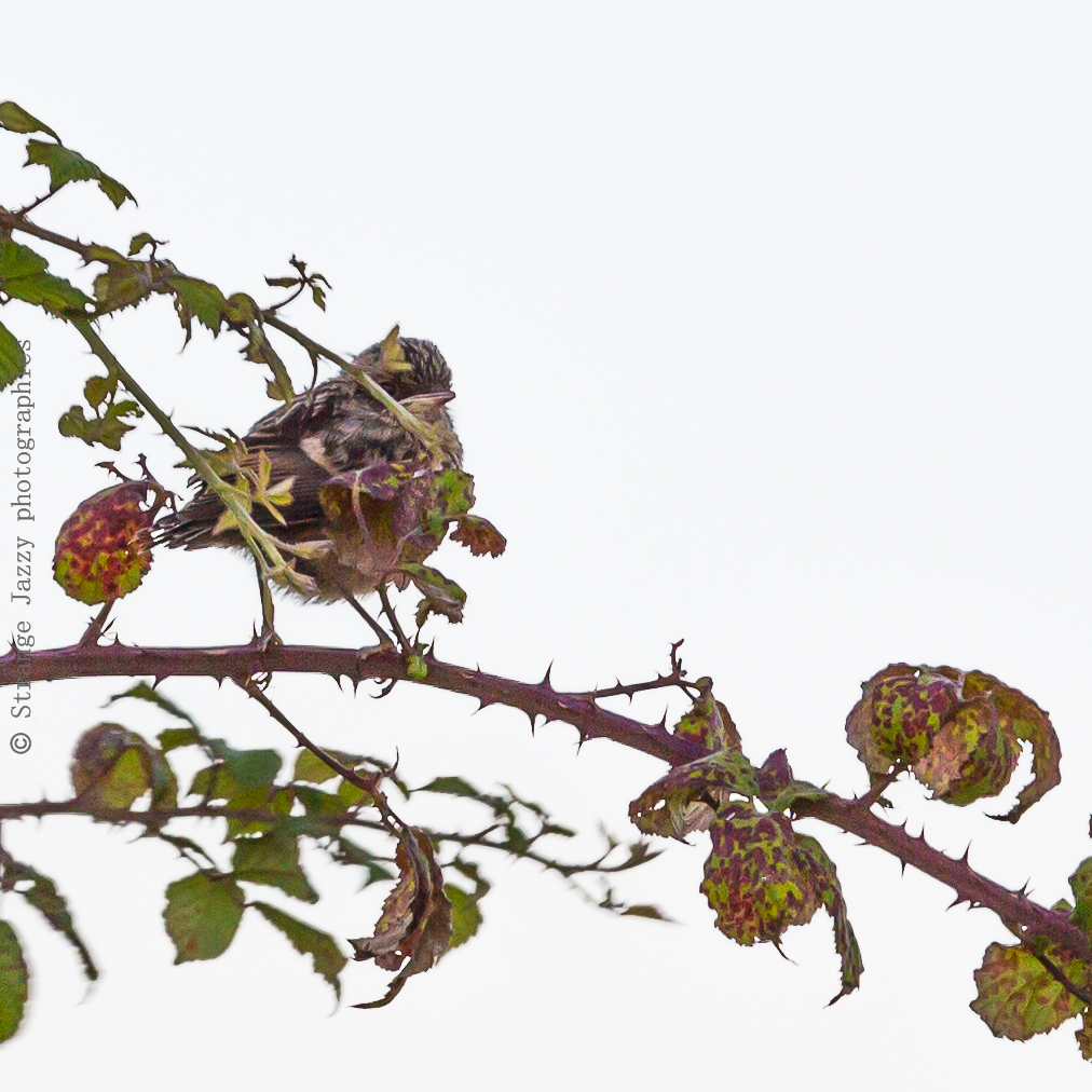 Tarier pâtre juvénile