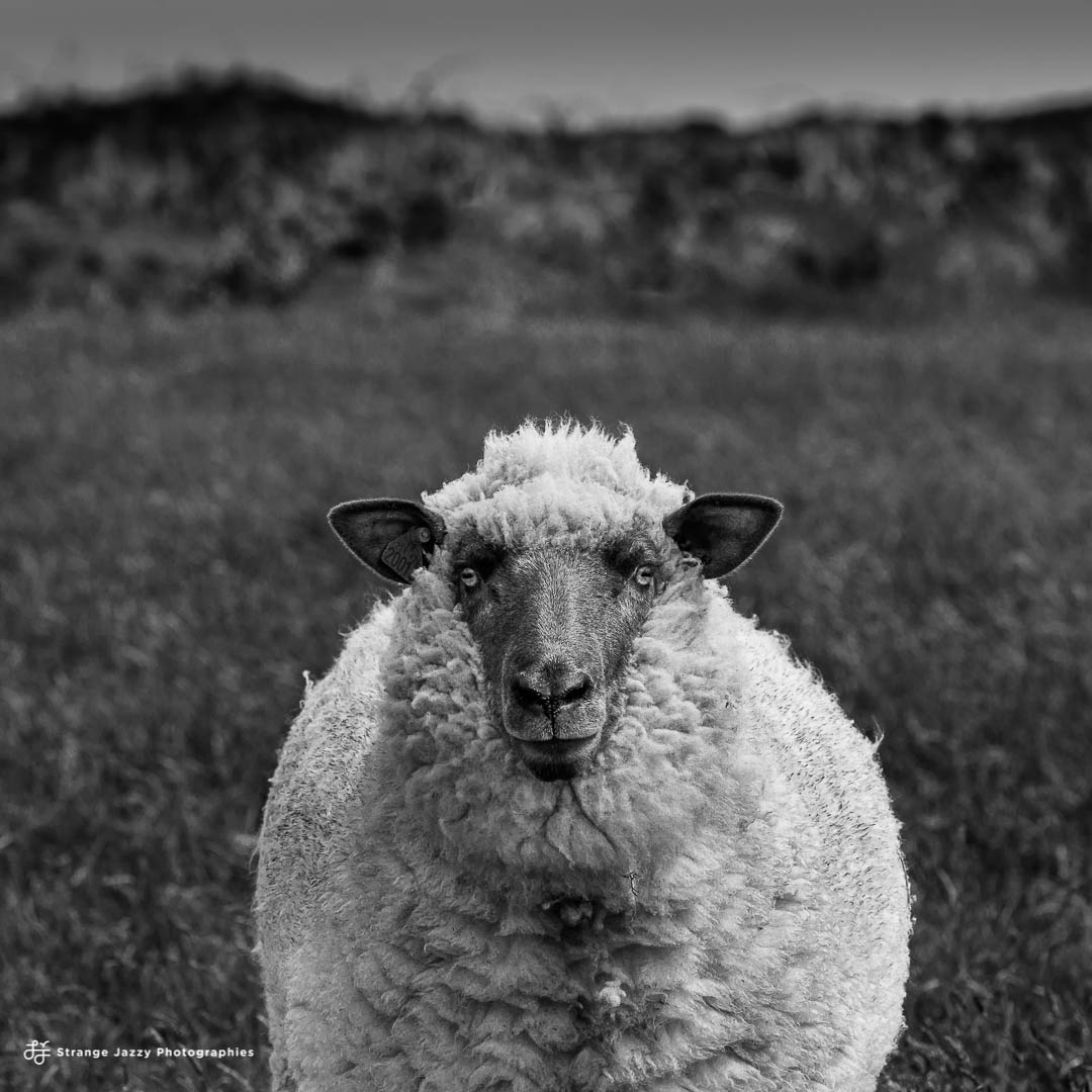 Qu'est-ce qu'elle a ma gueule ?