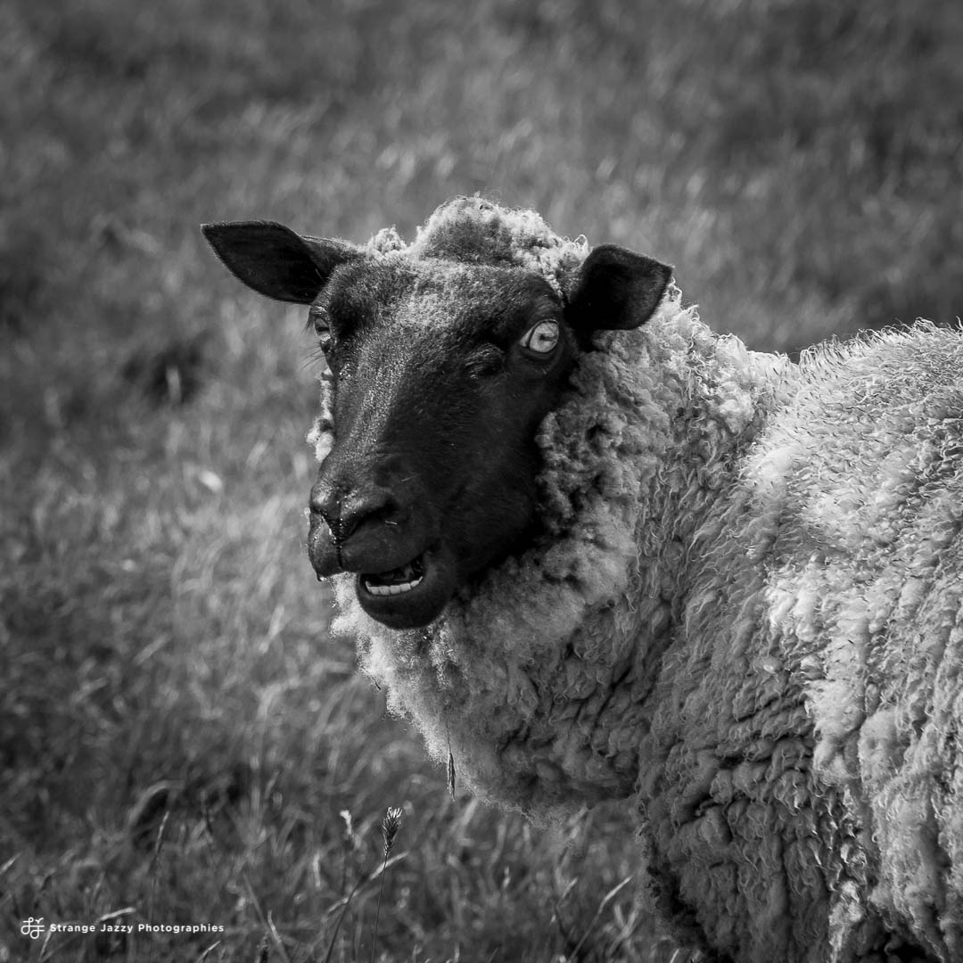 De face ou de profil?