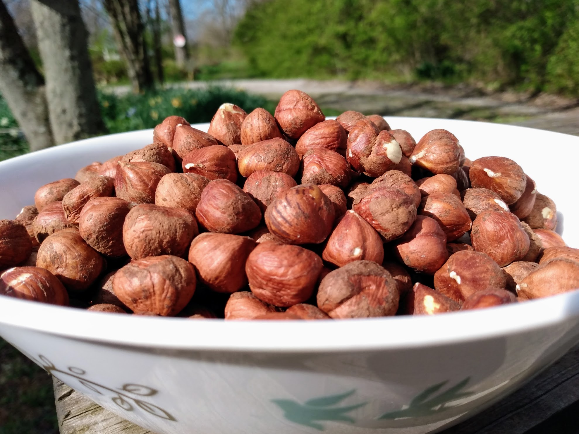 The american hazelnut (corylus americana)