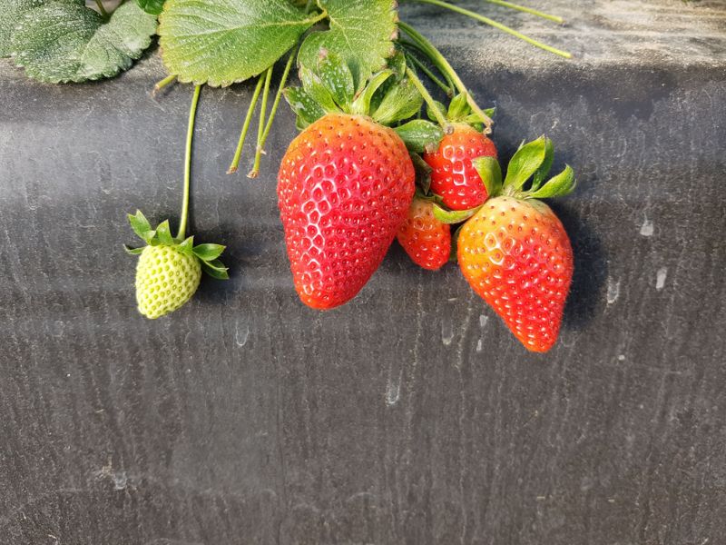 Github Strawdi Strawdi Github Io The Strawberry Digital Images - Full HD Minimal Arts for Desktop