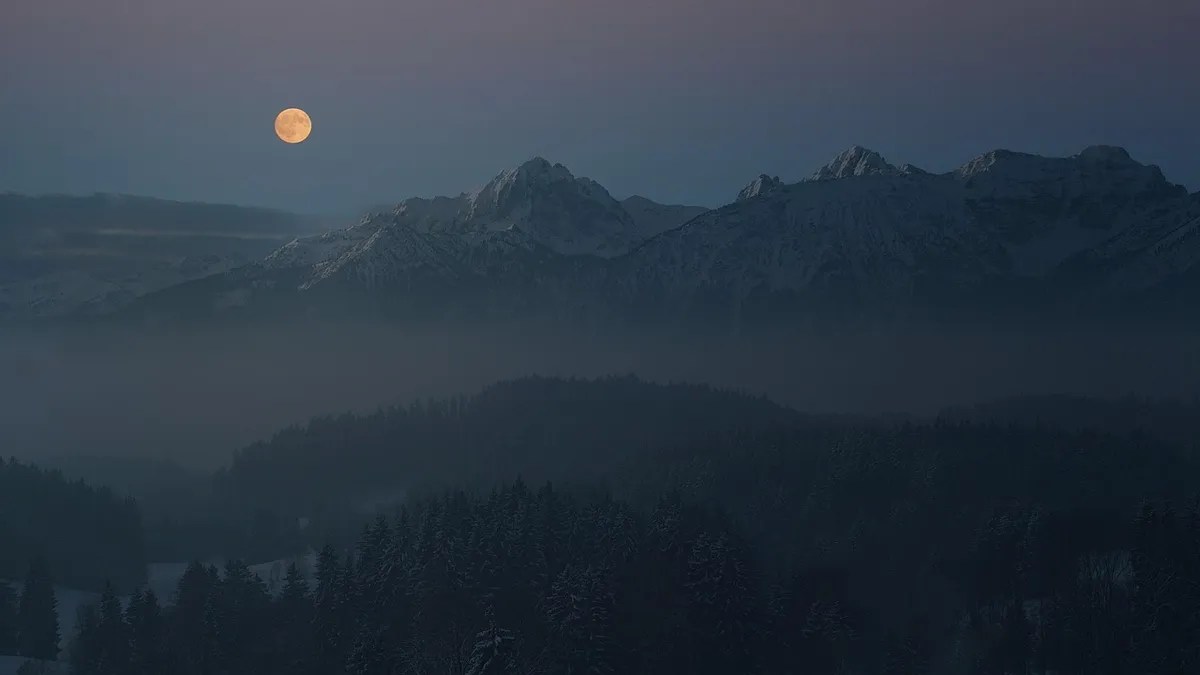 Dark pine forest at night with fog and moonlight