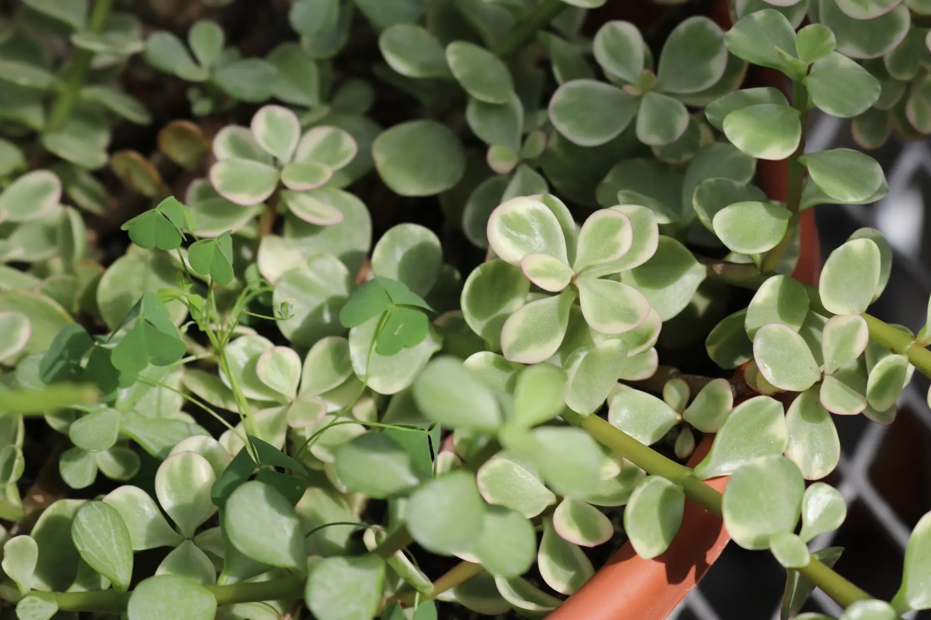 Cultivating Wellness: Nurturing Plants and People