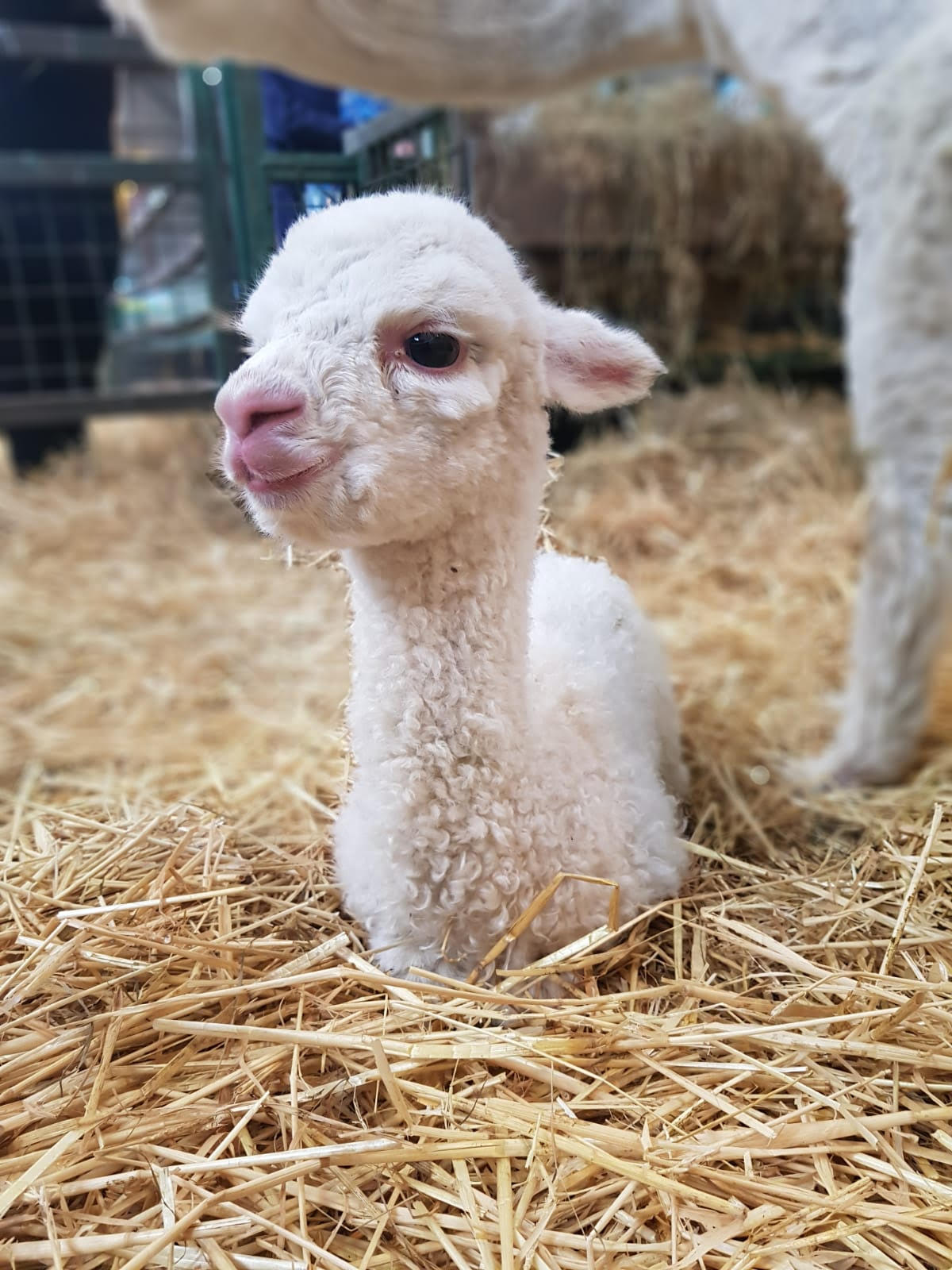 Babay - Gorgeous Baby Alpaca Born! - Streamvale Open Farm