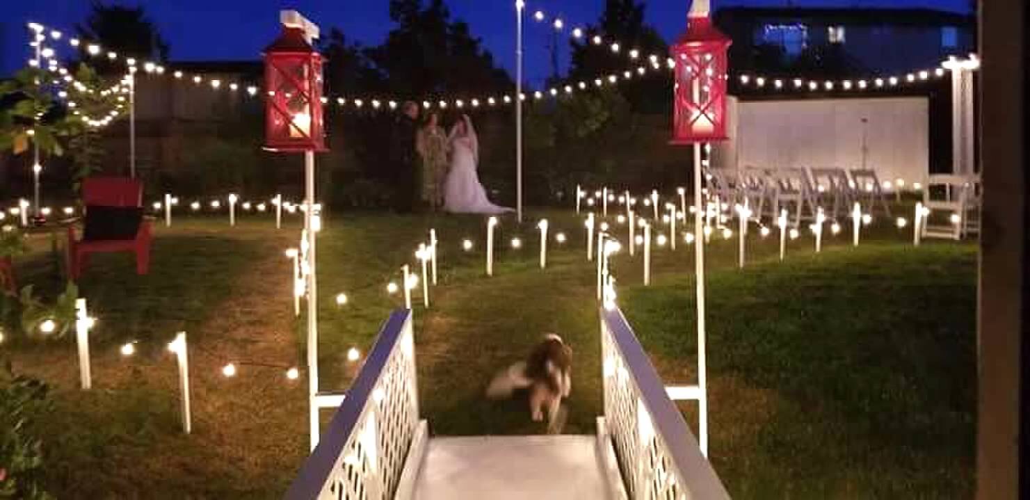 A Backyard Wonderland of Lights