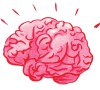 Brain