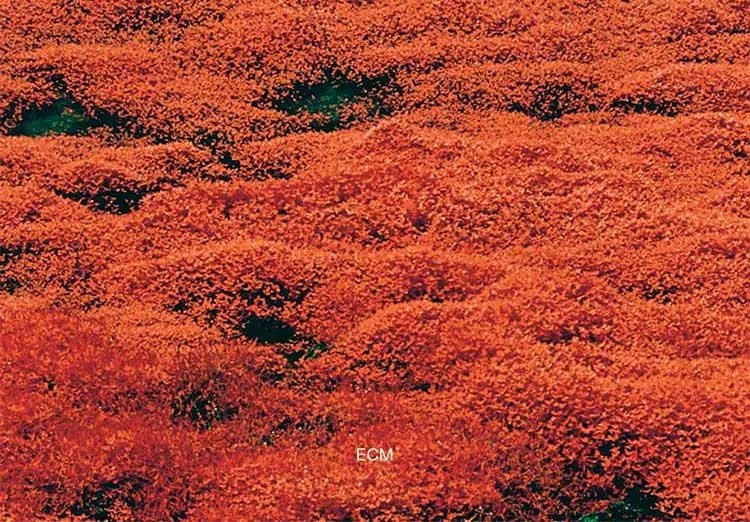 Gnu-High-album-cover-cropped