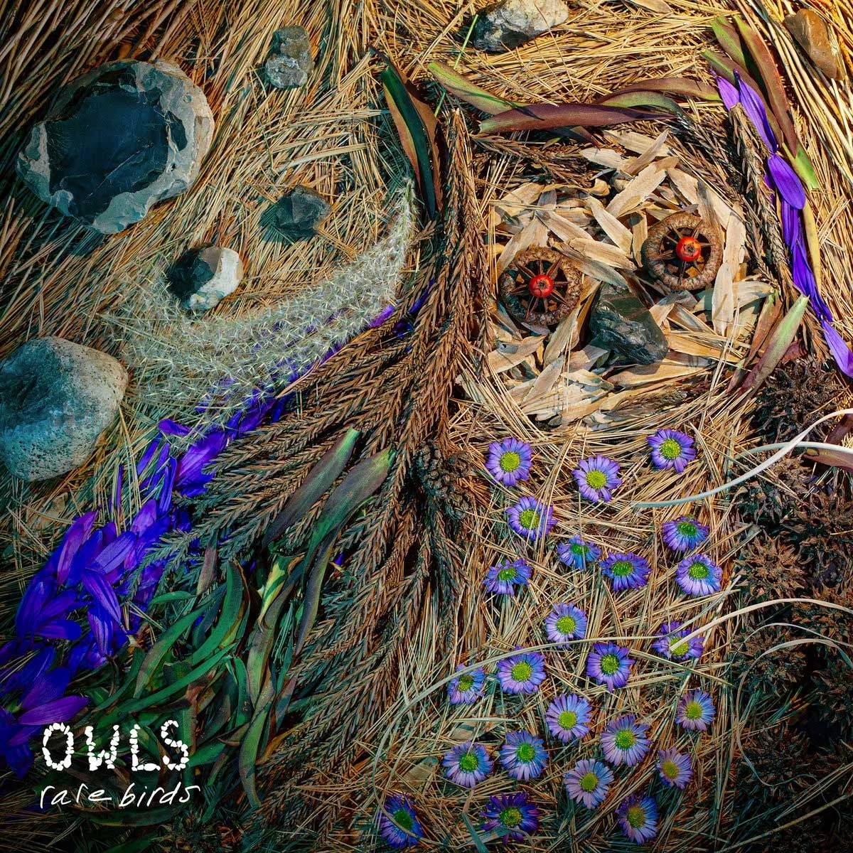 Debut Album Shows Owls to Be Rare Birds Indeed | Strings Magazine