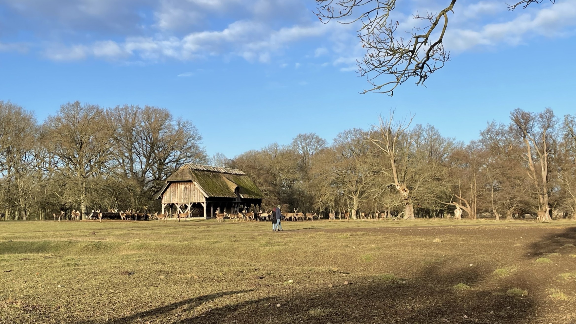 Dyrehaven 鹿園