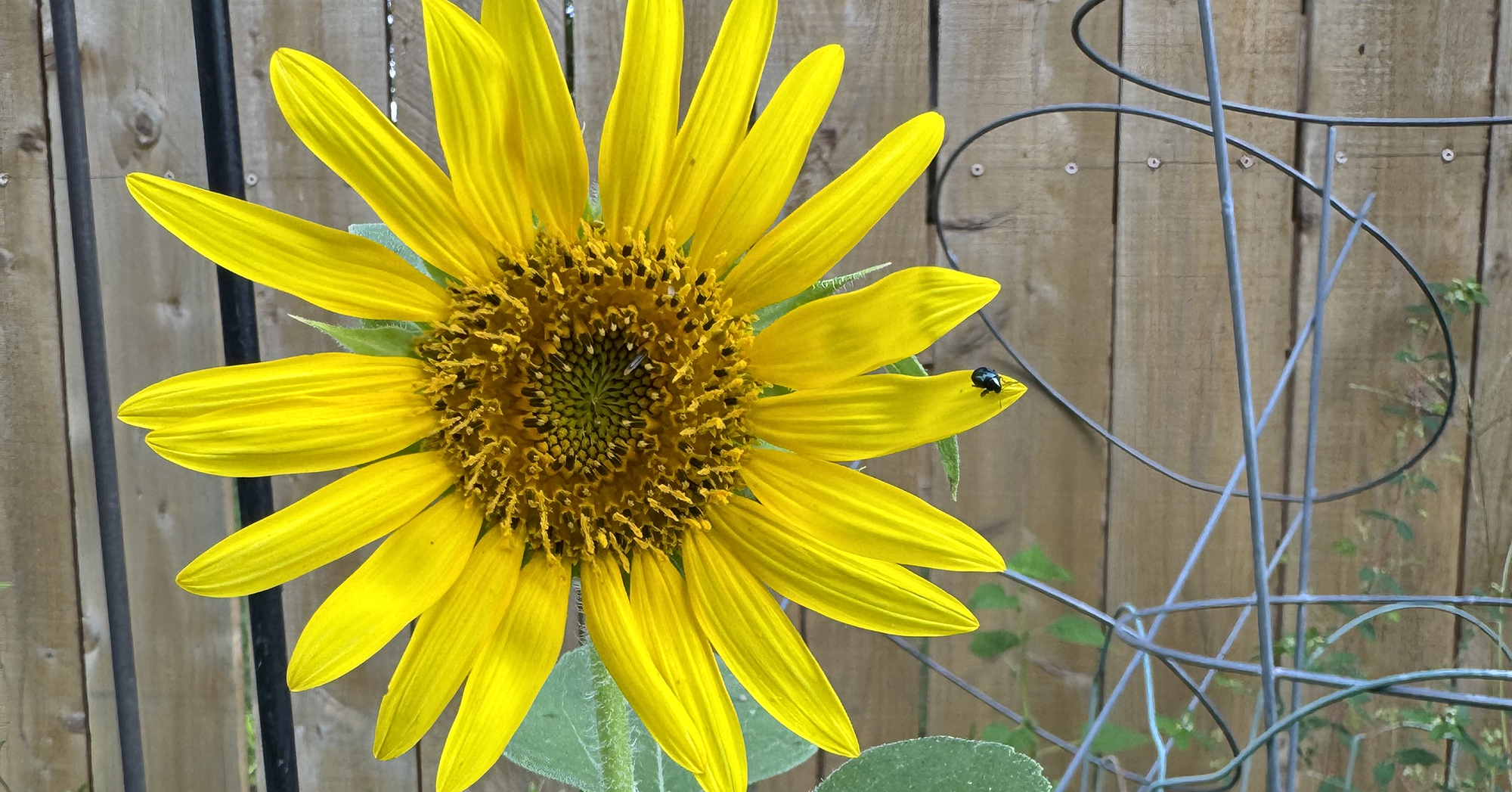 Our Favorite Garden Tools