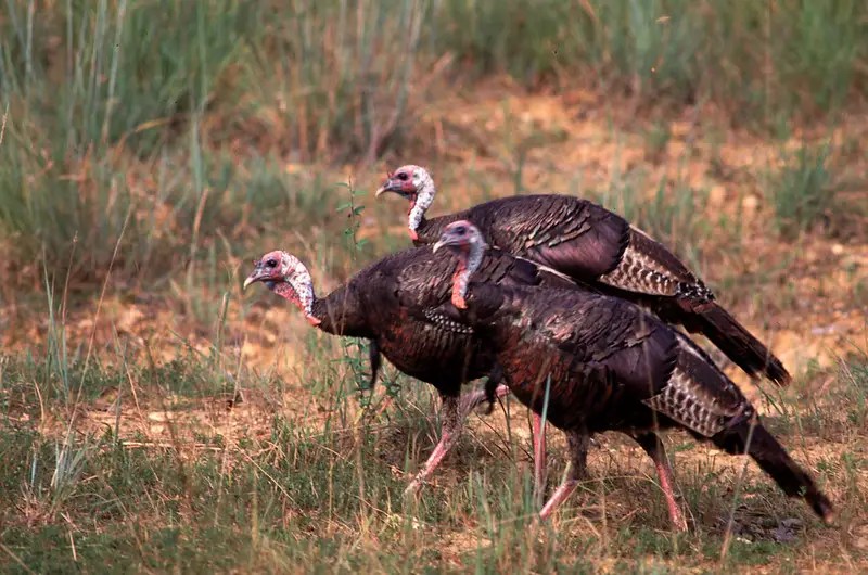 5 Turkey Hunting Tips to Kill Your First Longbeard Strutting