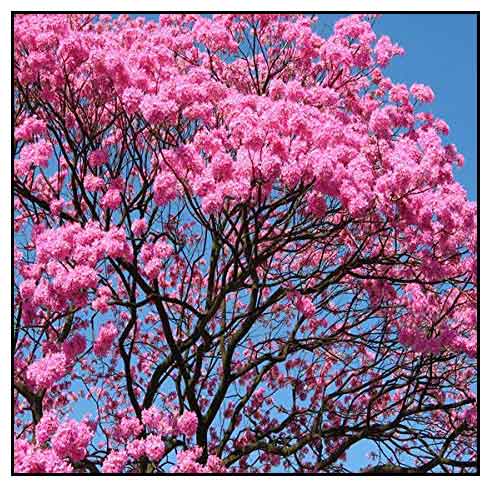 Pink Trumpet Photos Royalty Free Images Graphics Vectors Videos Adobe Stock